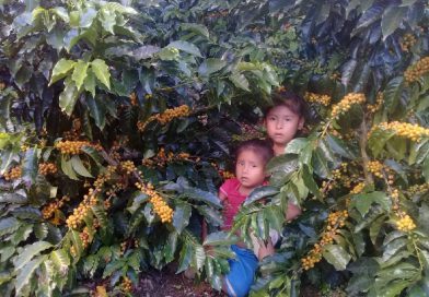 Bolivia exhibe café de talla mundial en la XI Reunión de Acceso a Mercados