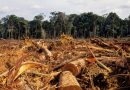 KFW de Alemania reactiva fondo no reembolsable de $us 15 MM para conservar los bosques y amazonía en Bolivia KFW de Alemania reactiva fondo no reembolsable de $us 15 MM para conservar los bosques y amazonía en Bolivia