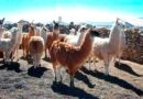 Bolivia trabaja planes para exportar carne de llama a los EEUU Bolivia trabaja planes para exportar carne de llama a los EEUU