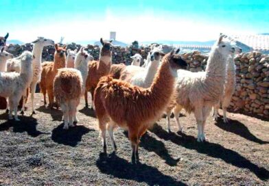 Bolivia trabaja planes para exportar carne de llama a los EEUU Bolivia trabaja planes para exportar carne de llama a los EEUU